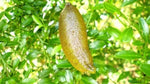 Citrus australasica (Tucker Bush Finger Lime)