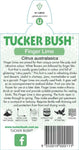 Citrus australasica (Tucker Bush Finger Lime)