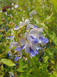 Clerodendrum ugandense