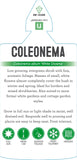 Coleonema pulchrum Album