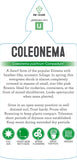 Coleonema pulchrum Compactum