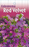 Coleonema pulchrum Red Velvet