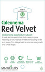 Coleonema pulchrum Red Velvet