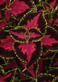 Coleus Heartbreaker