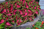 Coleus Heartbreaker