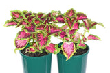 Coleus Heartbreaker