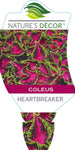 Coleus Heartbreaker