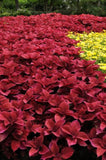 Coleus Redhead