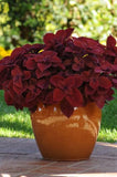 Coleus Redhead