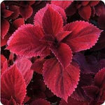 Coleus Redhead