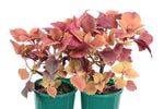 Coleus Redhead