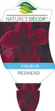 Coleus Redhead