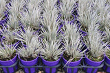 Conostylis candicans Silversunrise