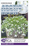 Convolvulus Arctic Moon