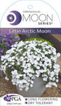 Convolvulus Little Arctic Moon