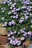 Convolvulus Moroccan Beauty