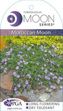 Convolvulus Moroccan Beauty