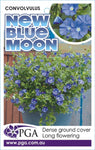 Convolvulus New Blue Moon