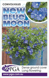 Convolvulus New Blue Moon