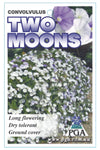 Convolvulus Two Moons