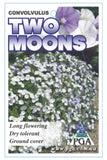 Convolvulus Two Moons