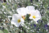 Convolvulus cneorum