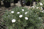 Convolvulus cneorum Silver Pearl