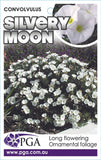 Convolvulus cneorum Silvery Moon