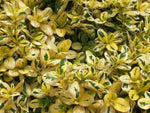 Coprosma Gold Fever