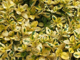 Coprosma Gold Fever