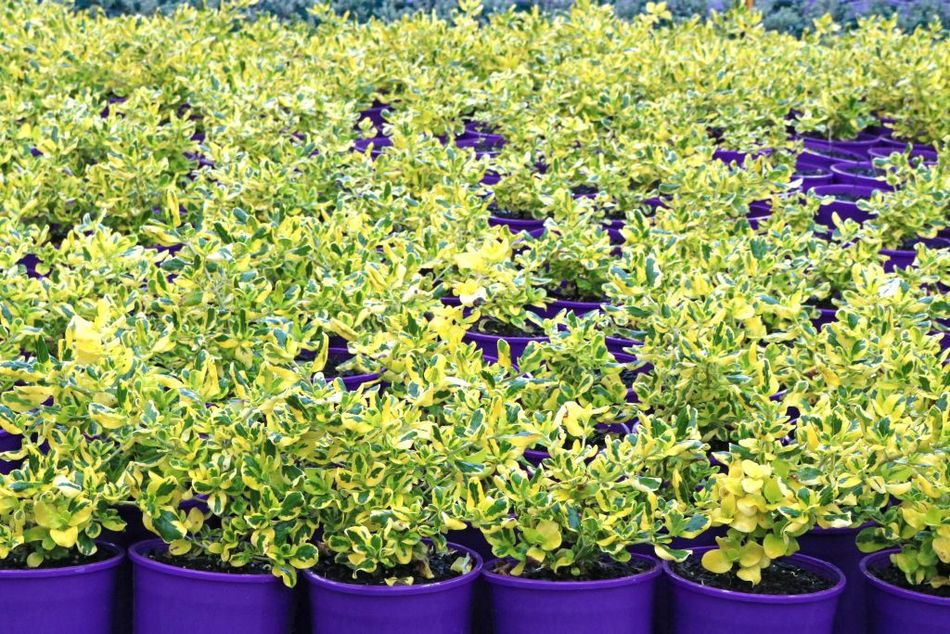 Coprosma Gold Fever – Greener Garden Supplies