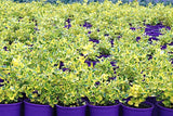 Coprosma Gold Fever