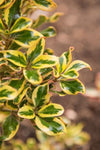 Coprosma Golden Star