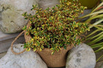 Coprosma Golden Star