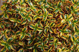 Coprosma Golden Star