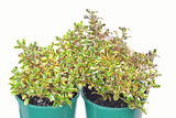 Coprosma Golden Star