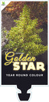 Coprosma Golden Star