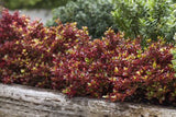 Coprosma Ignite