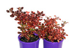 Coprosma Ignite