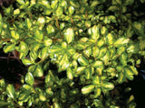 Coprosma Lemon and Lime