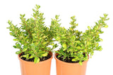 Coprosma Lemon and Lime