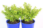 Coprosma Lemon and Lime