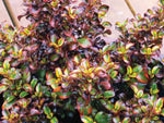 Coprosma repens Tequila Sunrise