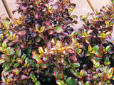 Coprosma repens Tequila Sunrise