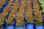 Coprosma repens Tequila Sunrise