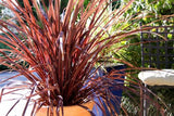 Cordyline Designer Burgundy