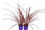 Cordyline Designer Burgundy