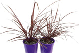 Cordyline Designer Burgundy