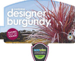 Cordyline Designer Burgundy