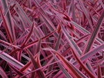 Cordyline Pink Passion